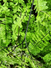 Adiantum aleuticum aleuticum