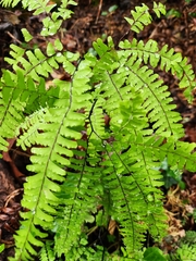 Adiantum aleuticum aleuticum