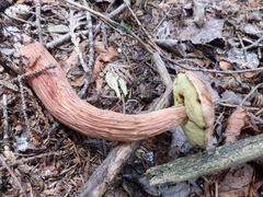 Aureoboletus projectellus