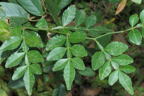 Image of Naringi crenulata by (c) deepachandran, some rights reserved (CC BY-SA)