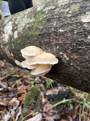 Pleurotus ostreatus
