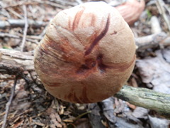 Aureoboletus projectellus