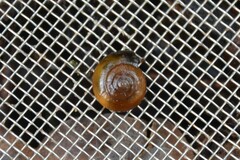 Oxychilus navarricus