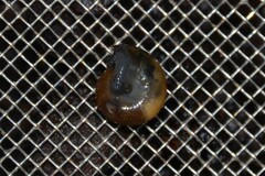 Oxychilus navarricus