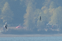 Hydrocoloeus minutus