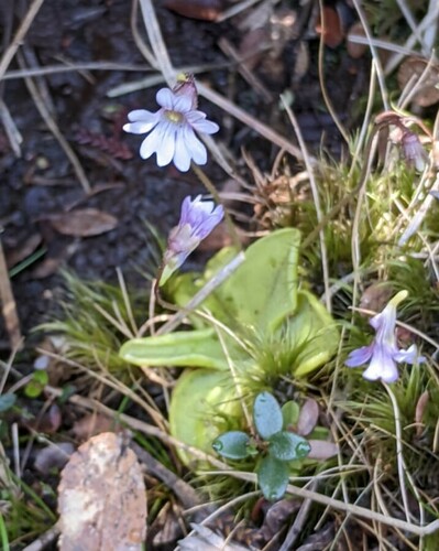 Pinguicula australandina