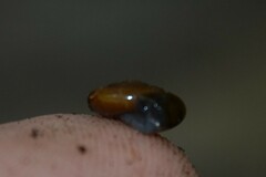 Oxychilus navarricus