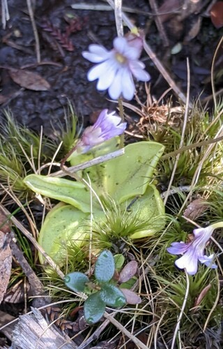 Pinguicula australandina
