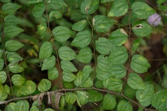 Ziziphus oenopolia