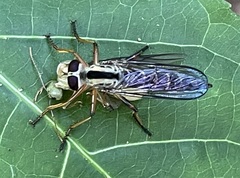 Asilidae