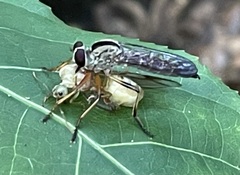 Asilidae