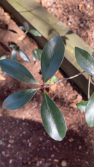 Ternstroemia