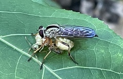 Asilidae