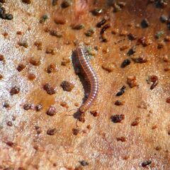 Cleidogona