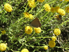 Satyrium esculi