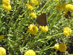 Satyrium esculi