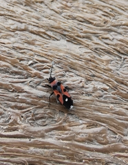 Horvathiolus superbus