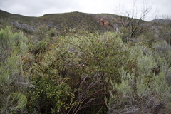 Gymnosporia buxifolia