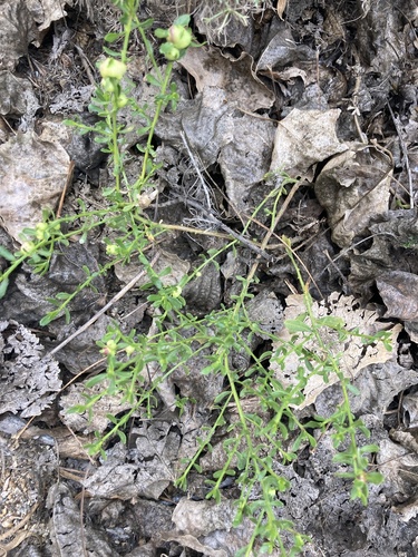 iNaturalist observation photo of coyote brush
