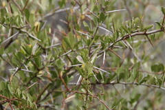 Gymnosporia buxifolia
