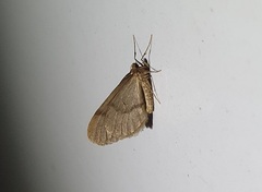 Operophtera