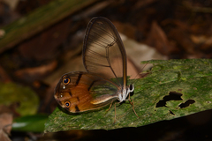 Haetera piera