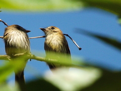 Myiophobus fasciatus