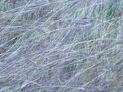 Bothriochloa ischaemum