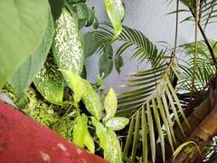 Dieffenbachia seguine