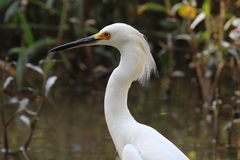 Egretta thula