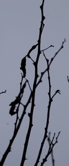 Cephalotelium