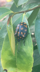 Pachycoris torridus