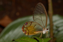 Haetera piera
