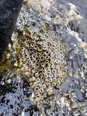 Palythoa