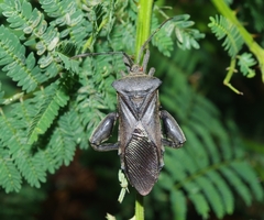 Pachylis heteropus