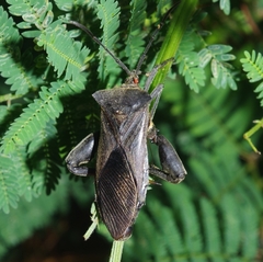 Pachylis heteropus