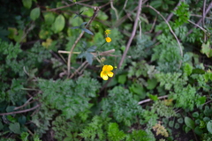 Ranunculus bulbosus