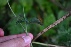Ranunculus bulbosus