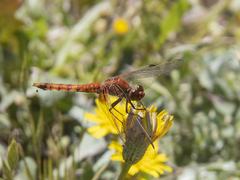Erythrodiplax corallina