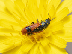 Arthrobrachus nigromaculatus