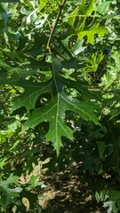 Quercus shumardii