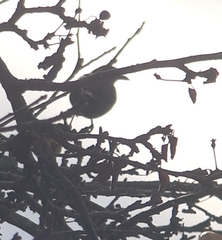 Turdus merula
