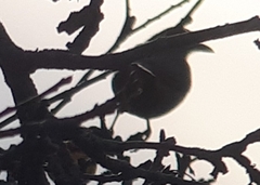 Turdus merula