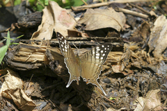 Marpesia merops