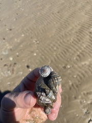 Stramonita canaliculata