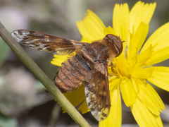 Paranthrax rufiventris