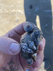 Stramonita canaliculata
