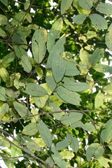 Bridelia retusa