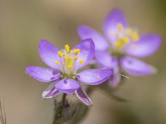 Spergularia rubra