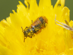 Arthrobrachus nigromaculatus